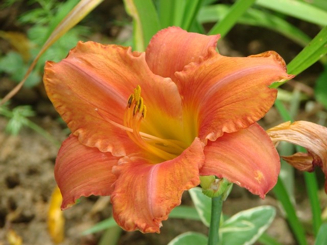 h.veliki